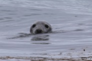 Grey Seal near Doolin